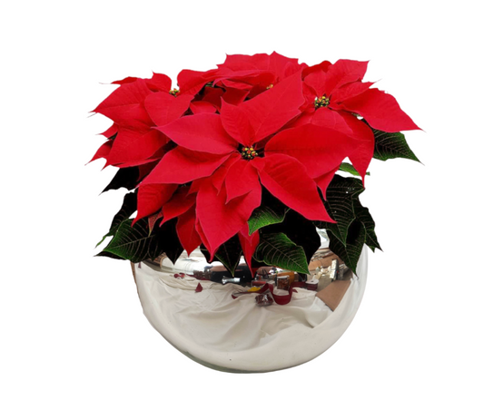 Bowls Plata Noche Buena